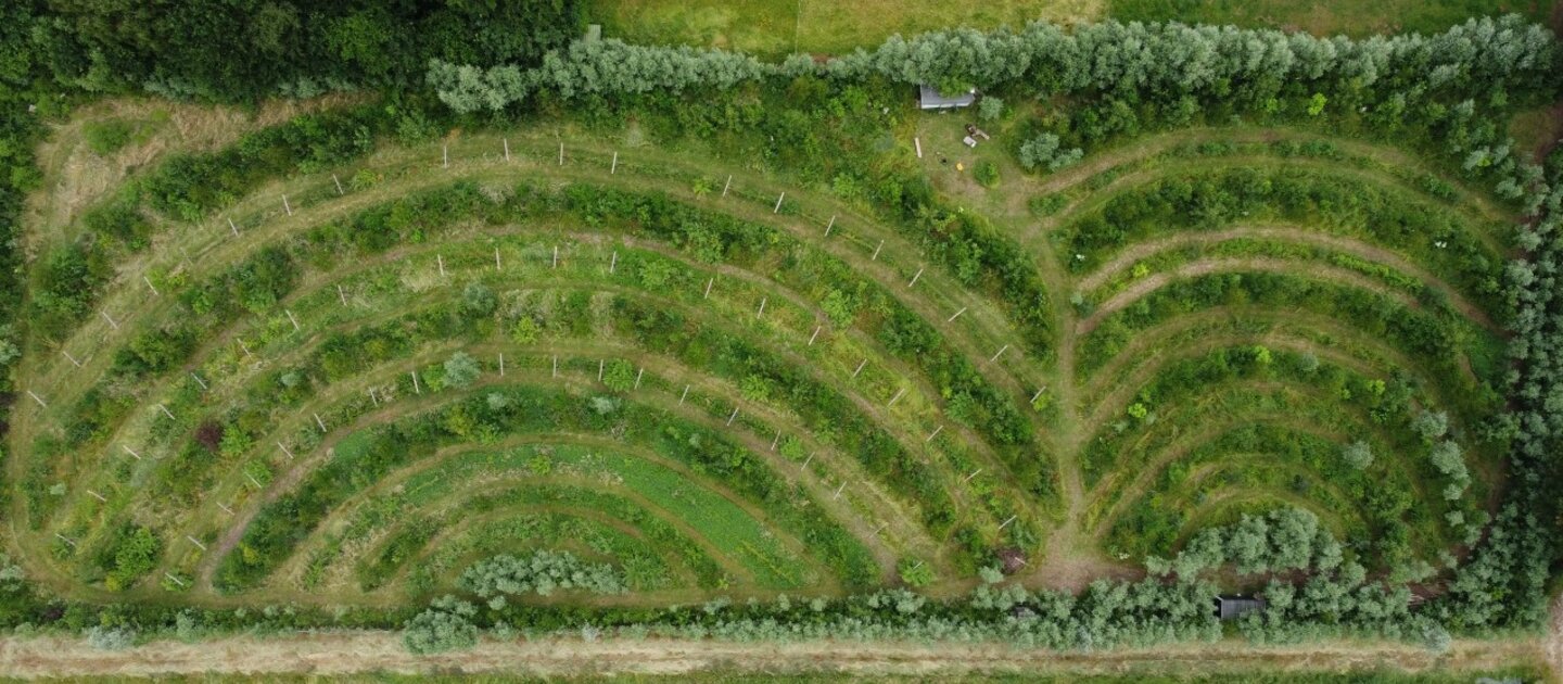 luchtfoto van bomen en struiken op land