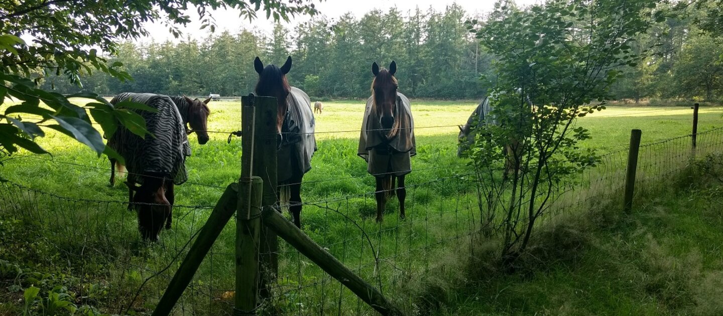 Paarden in wei met bomen