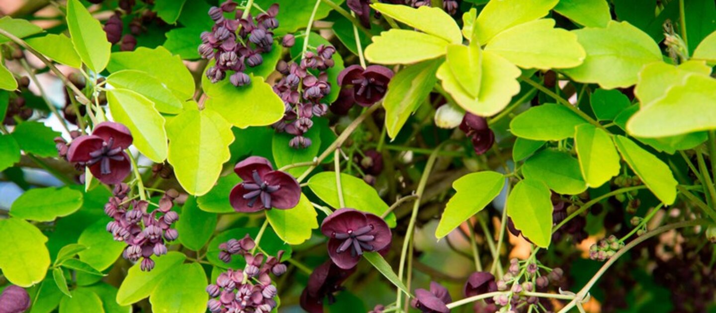 Akebia Quinata plant