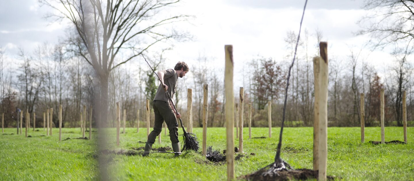 Man plant jonge bomen in weiland