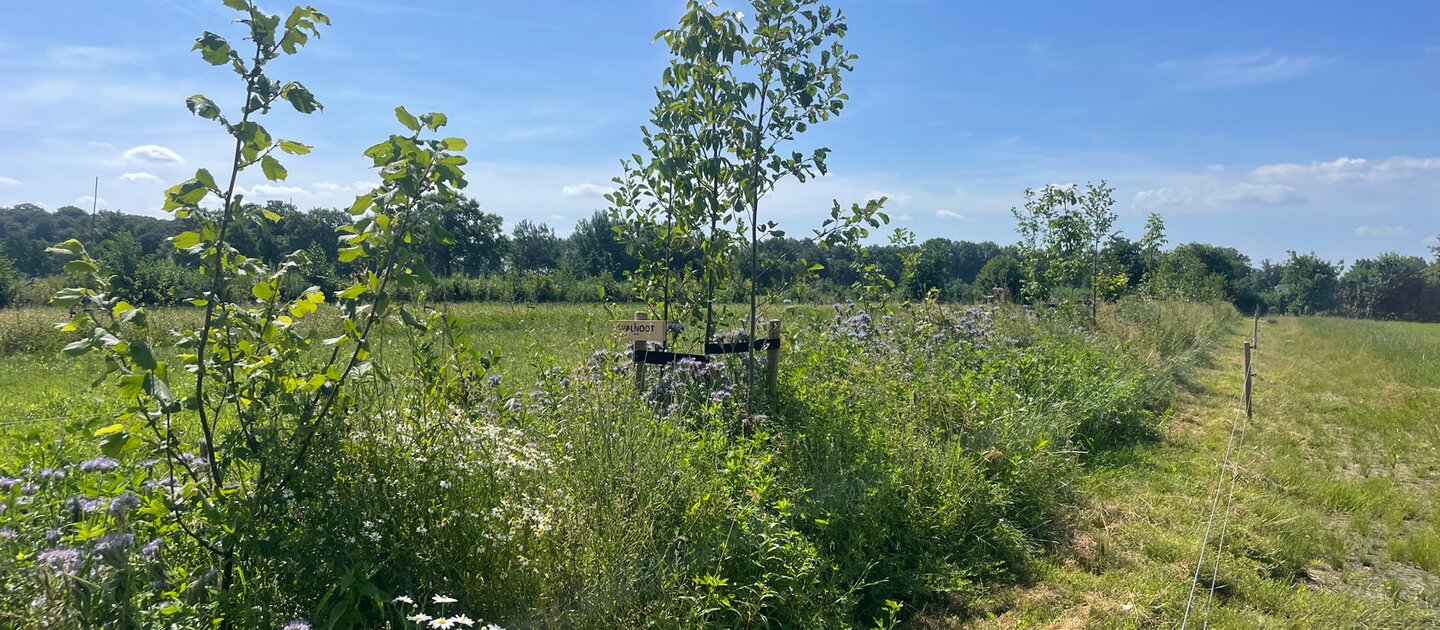 bomen en struiken op weiland