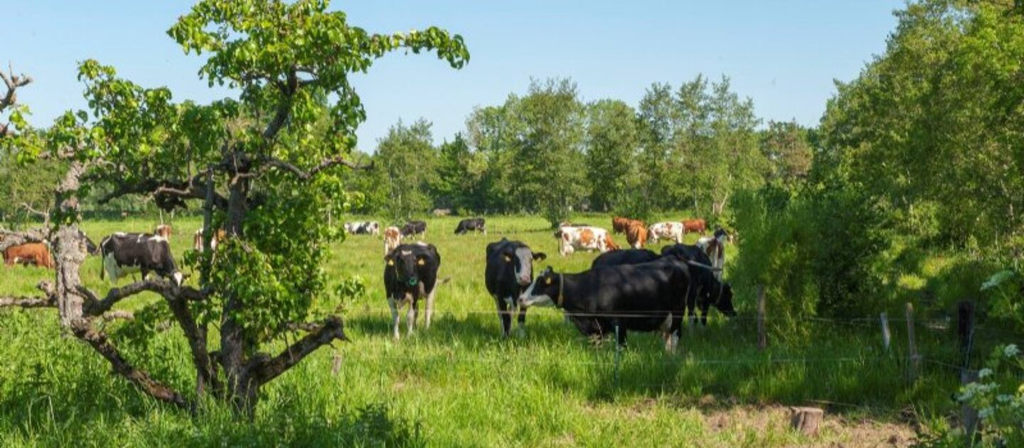 Koeien in weiland met bomen