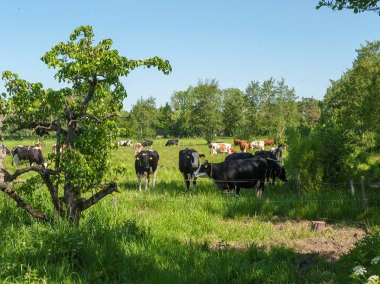 Koeien in weiland met bomen