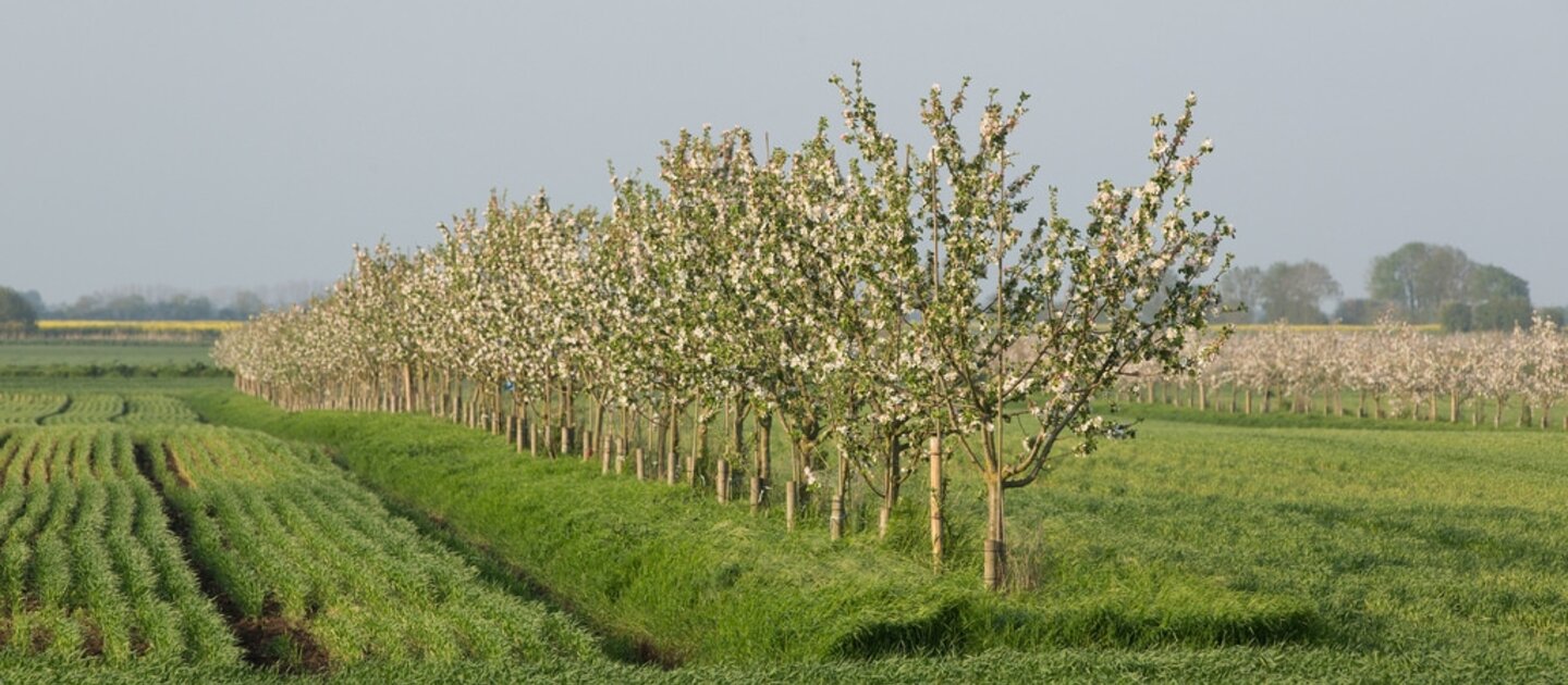 Bomen in weiland