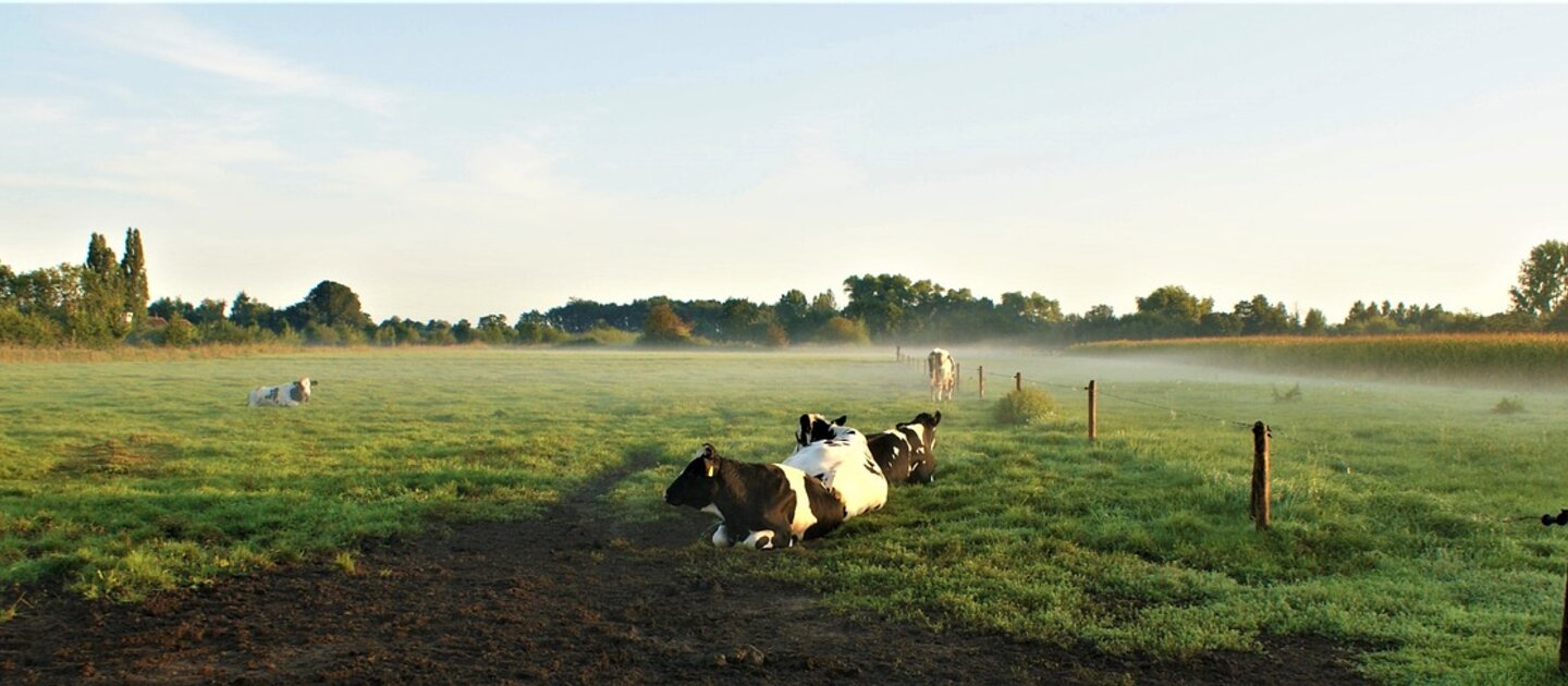 Koeien in mistig weiland