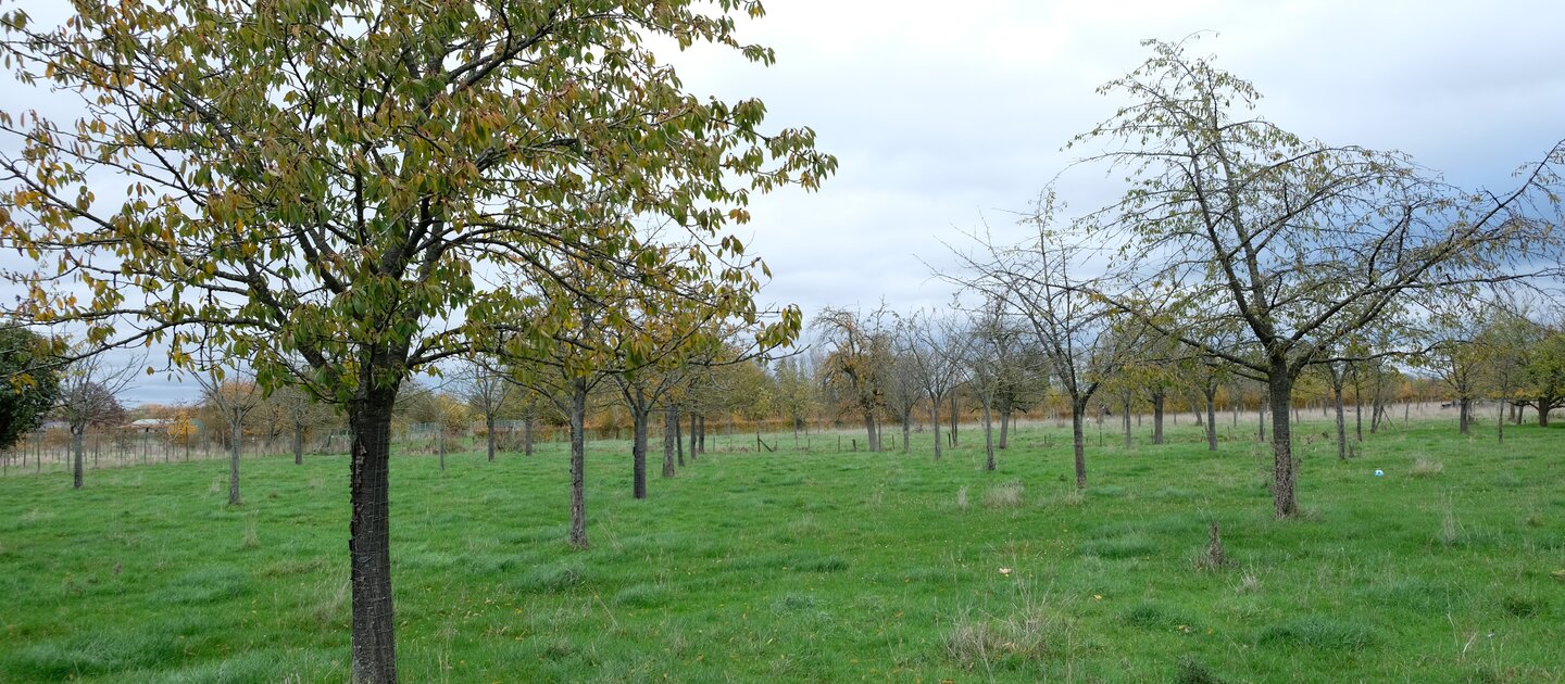 Bomen in weiland