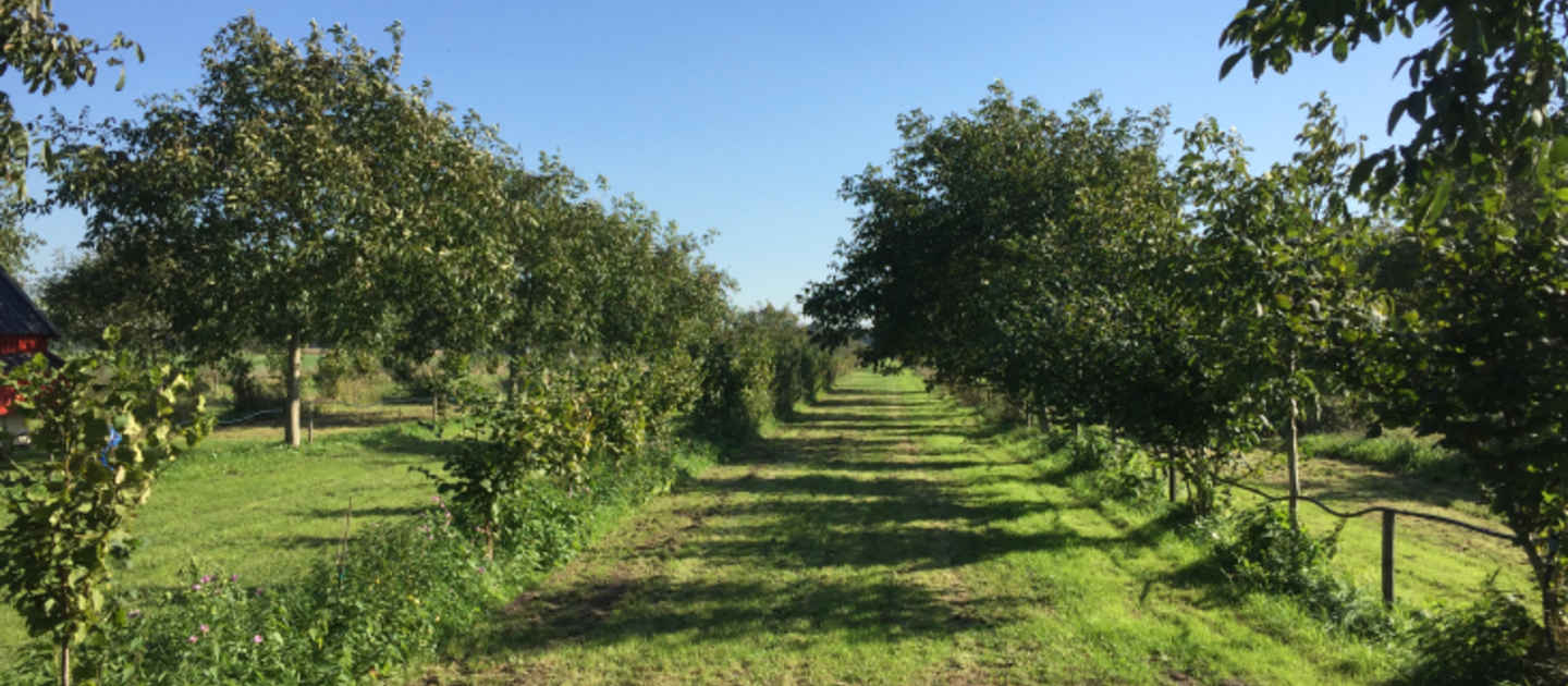 weiland met bomen