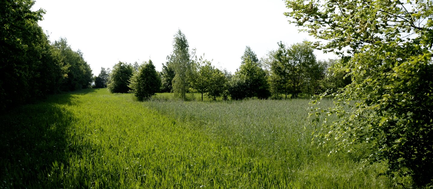 Akker met bomen aan de rand