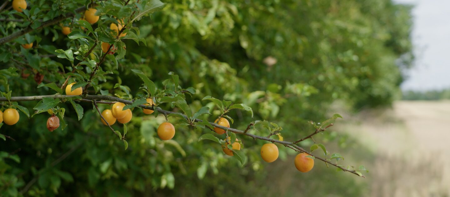 Takken van pruimenboom