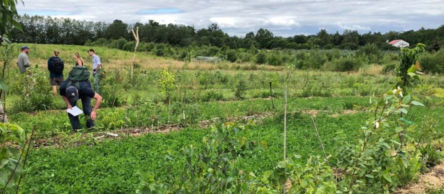 Moestuin omringd door bomen