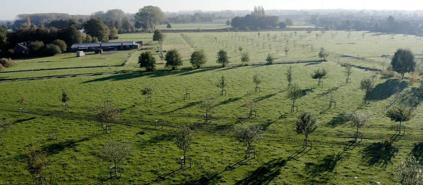 fruitbomen op land