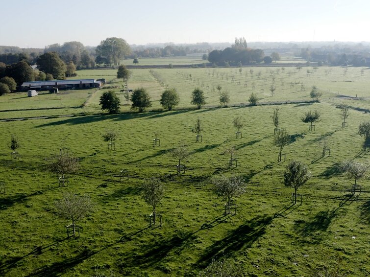 fruitbomen op land