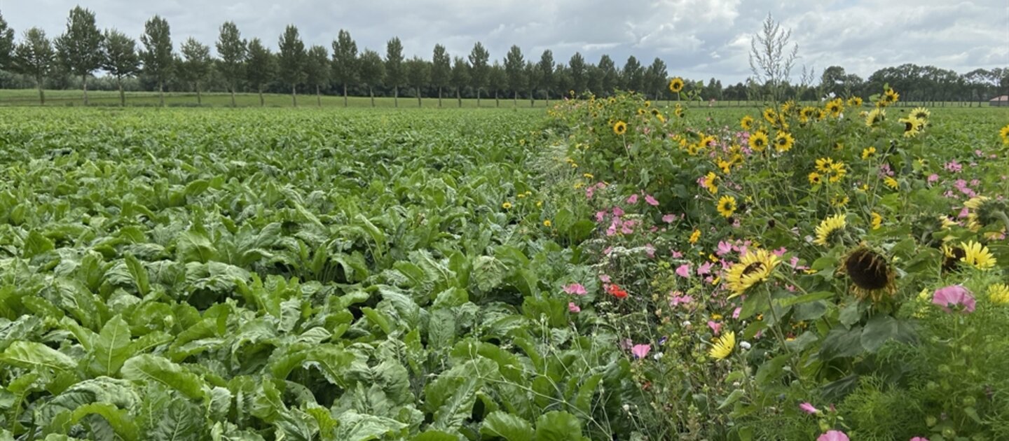 veld met bloemen