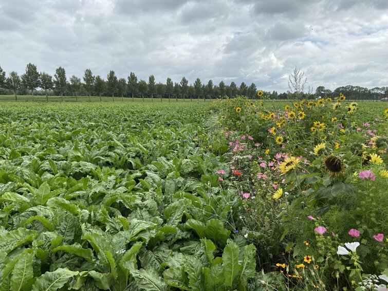 veld met bloemen