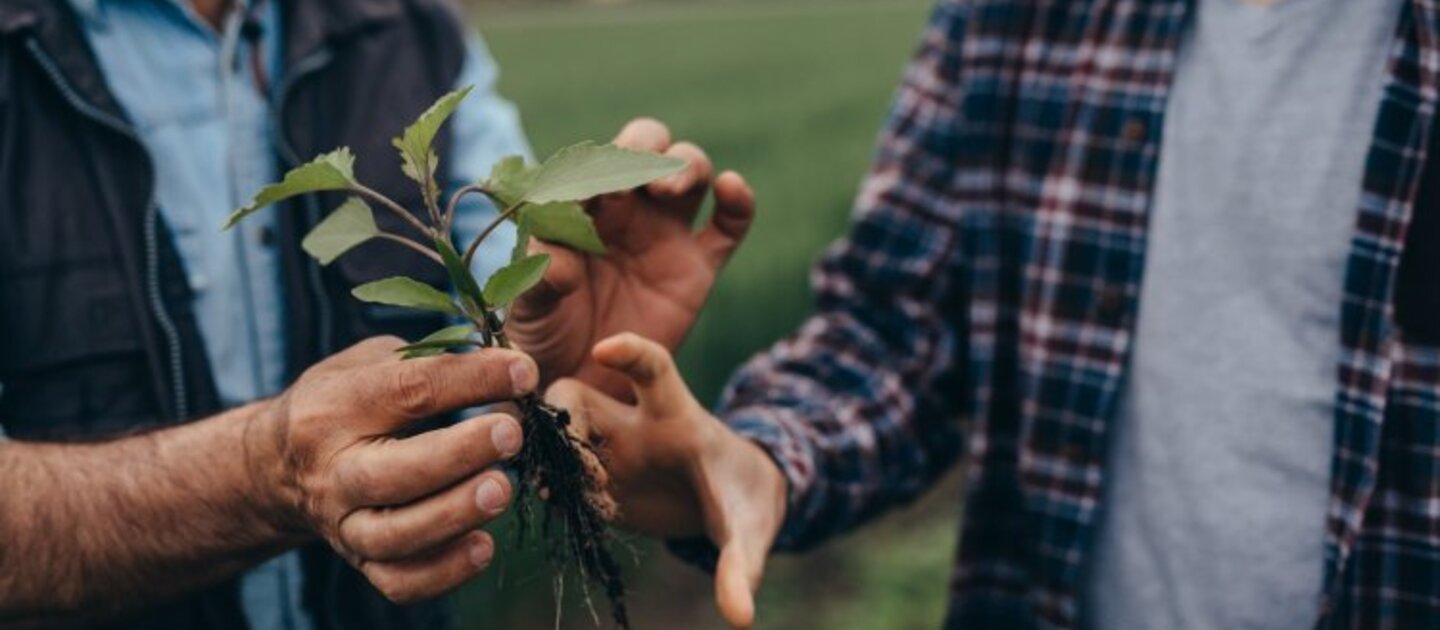 handen houden plant vast