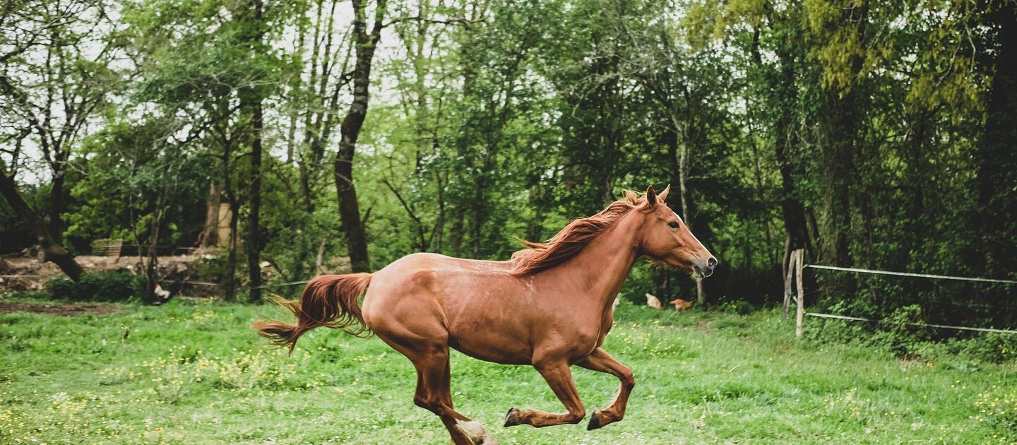 paard in weide