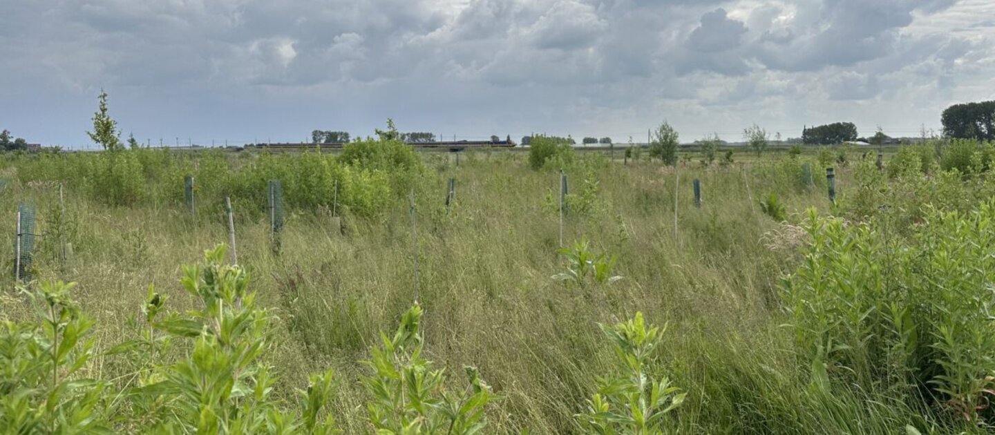 Veld met grijze lucht