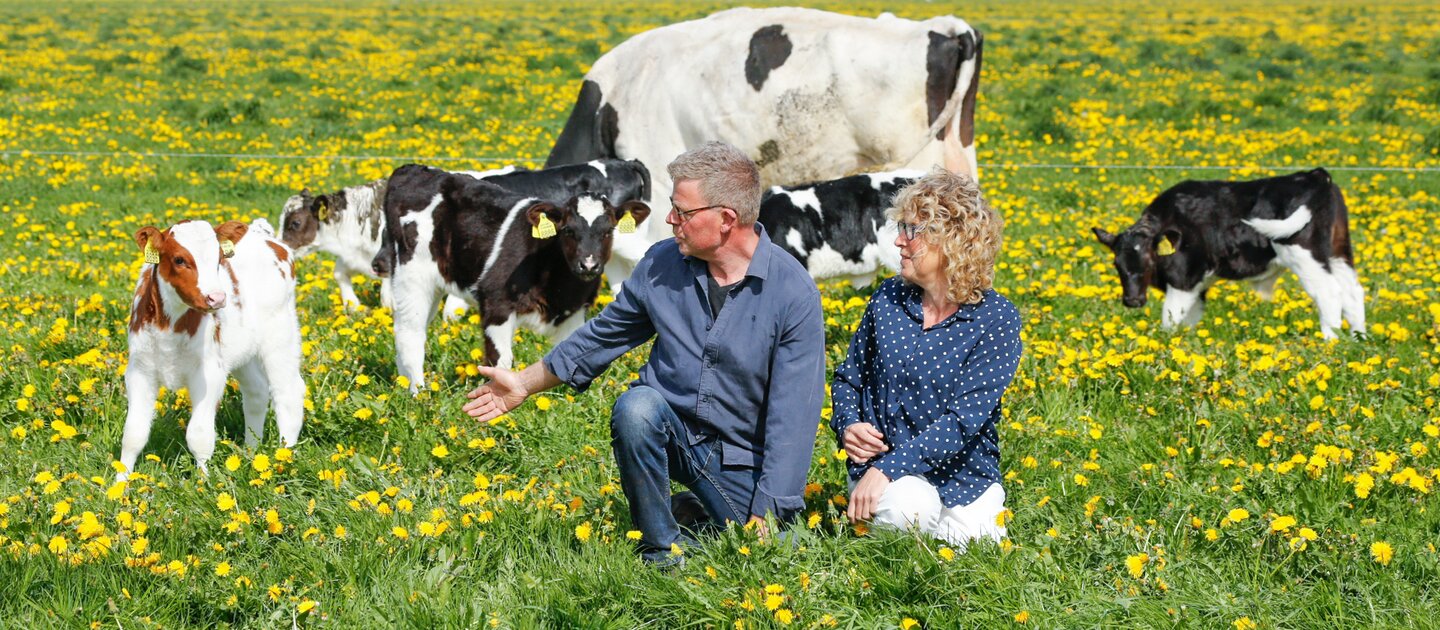 boer en boerin tussen koeien in weiland met gele bloemen