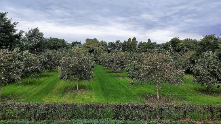 Introductie agroforestry voor beleidsmakers