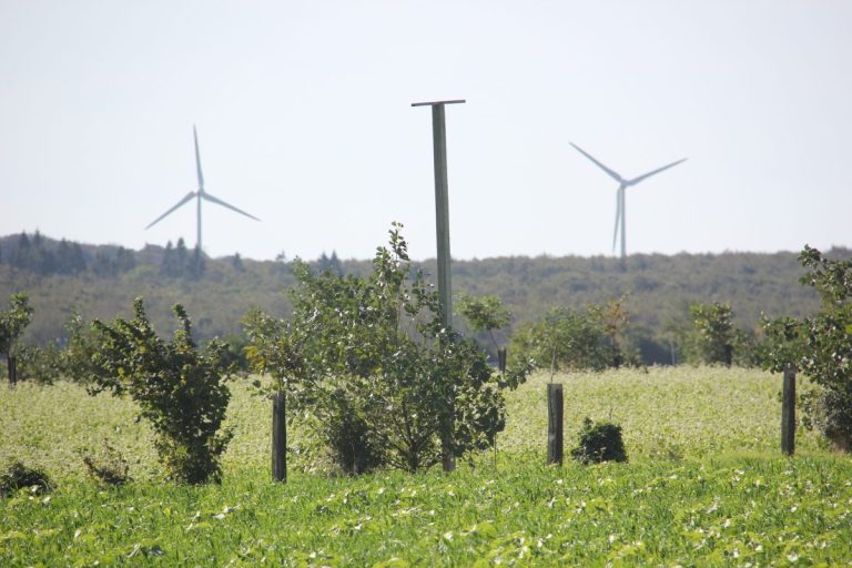 Agroforestry in de ontwikkelende koolstofmarkt: ruimer kader, mogelijkheden en aandachtspunten