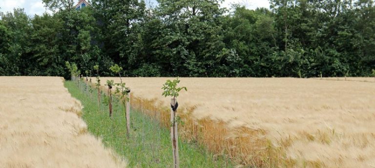 Agroforestry-project Agrifirm krijgt steeds meer vorm, Rabobank treedt toe