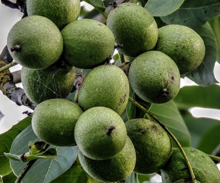 Webinar: hoe maak ik een agroforestry plan voor mijn bedrijf?