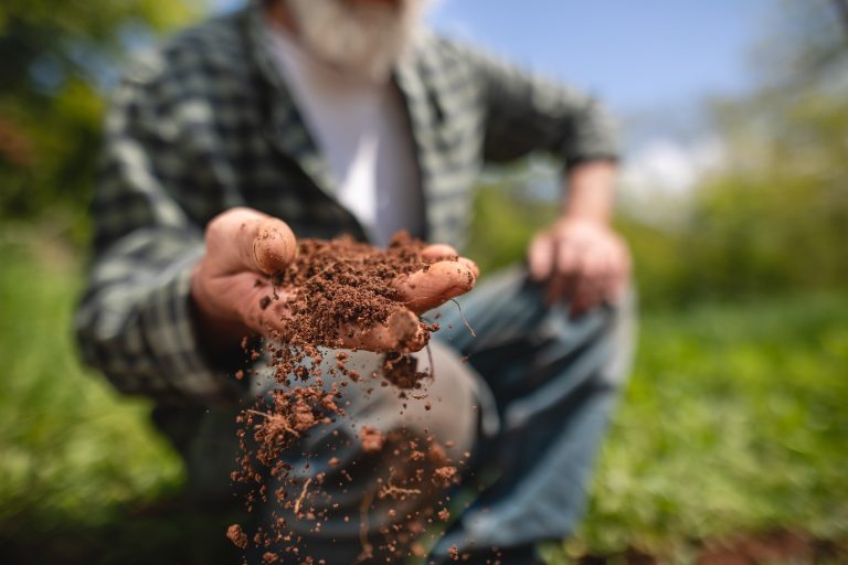 Gezocht: pachters agroforestry-perceel in Noord-Holland