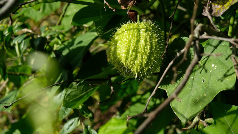 Maak kennis met het Netwerk Voedselbossen Nederland