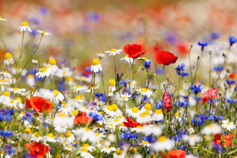 Bloemen en bijen op de Hanne Hoeve