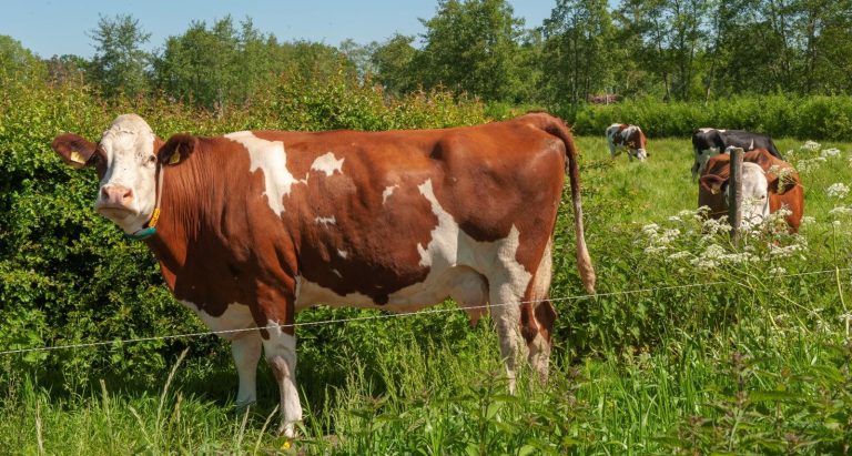 Project proefpercelen agroforestry Utrecht, Zuid-Holland en Noord-Holland