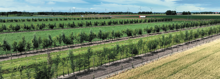 Factsheet 11: Hoe kan agroforestry bijdragen aan een oplossing van de stikstofproblematiek?