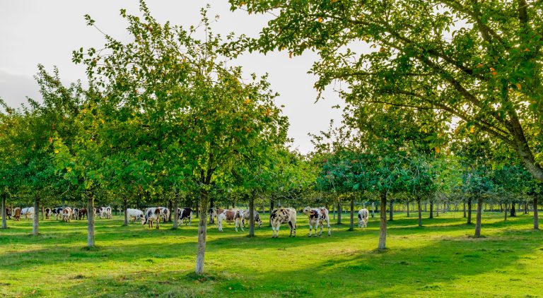 Word jij Agroforestry baanbreker van het jaar?  Win een tweedaagse trip naar toonaangevende Europese agroforestry-bedrijven!