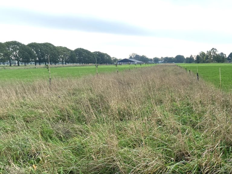 Masterclass: Praktische Bodembiologie en Agroforestry