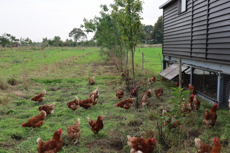 Voorlichtingsbijeenkomst Agroforestry in Zeeland