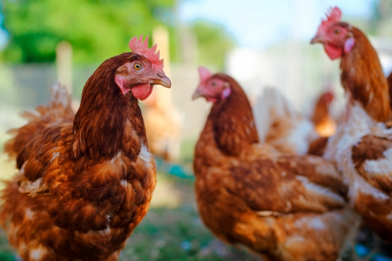 Agroforestry bevordert welzijn pluimvee