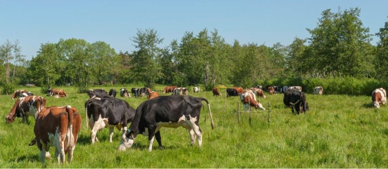 Provincie Utrecht zoekt uitbreiding van Agroforestry Netwerk