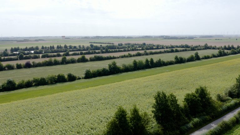 Gezocht: projectideeën voor de ontwikkeling van Agroforestry