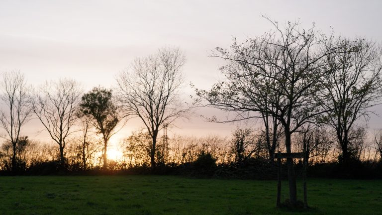 Nieuwe factsheet: Monitoring in Nederlandse Agroforestrysytemen