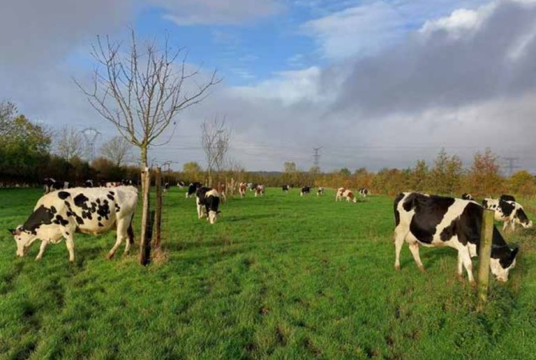 Nieuwe factsheet: Drie bedrijven met agroforestry in Frankrijk en Duitsland; wat levert agroforestry op?