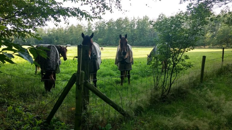Digitale bijeenkomst voederhagen voor paarden