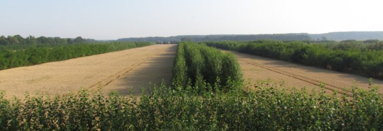 Voorlichtingsbijeenkomst Agroforestry in Friesland