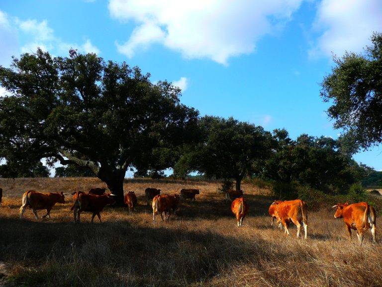 Europees Agroforestry event in Coruche, Portugal