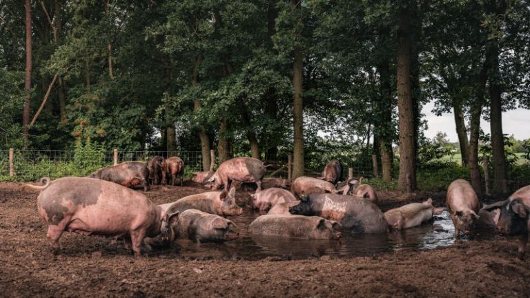 Natuurlijke voeding en beschutting voor varkens door agroforestry