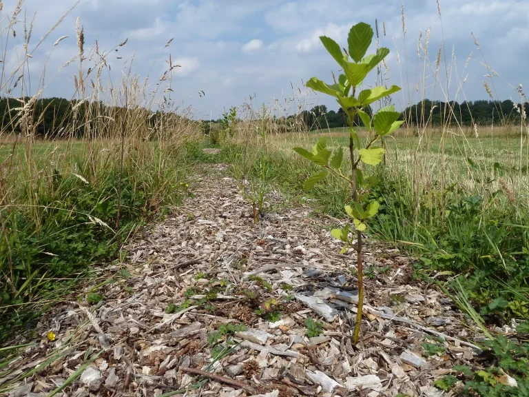 Velddag Agroforestry: Voorbereiding op aanplant
