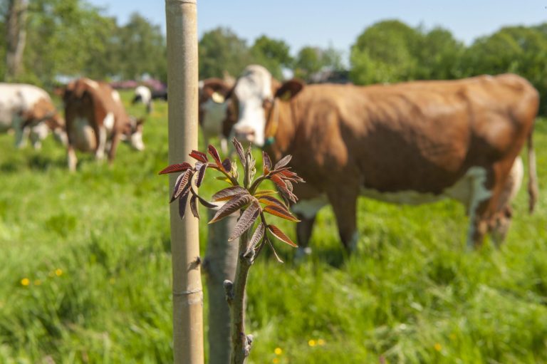 workshop aanplanten in Agroforestry systemen