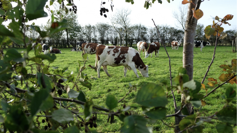 Ben jij ook bij het online evenement van Agroforestry Netwerk Nederland?