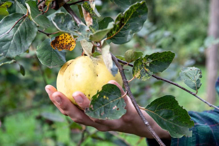 Help de oogst van Brabantse agroforestry-boerderijen in kaart te brengen!