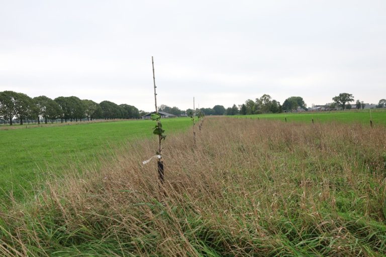 Subsidie op inheems plantgoed – boomplantprogramma Stichting Heg & Landschap
