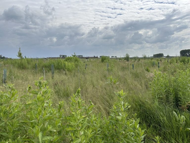 Project ‘Elke boom telt in de Hoeksche Waard’ van start
