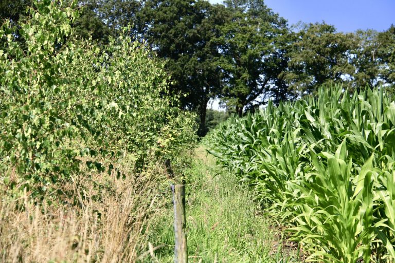 Online Café met Jacob Haalstra over verdienmodellen binnen Agroforestry